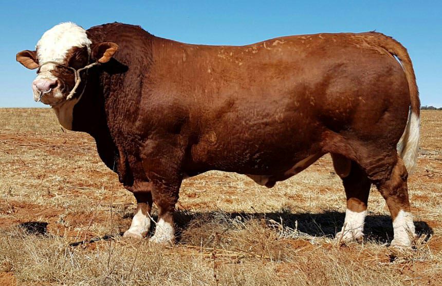 simmental cow