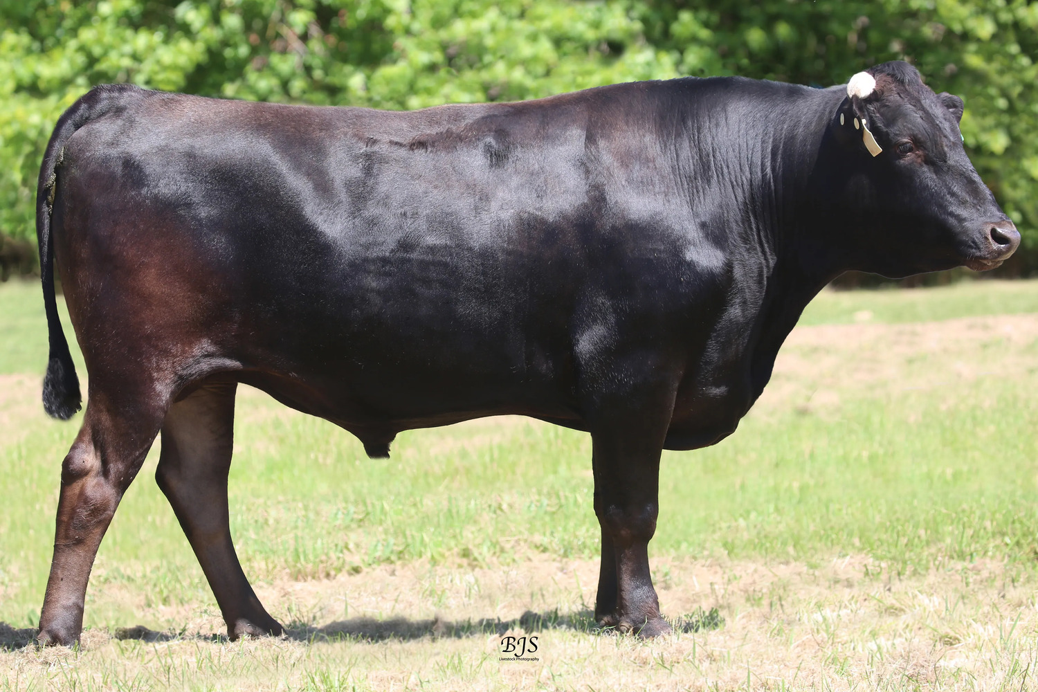 wagyu