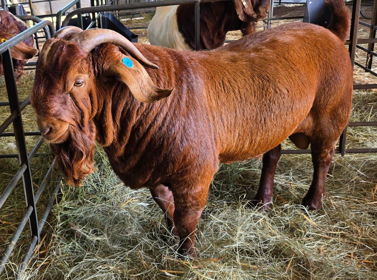savannah goat